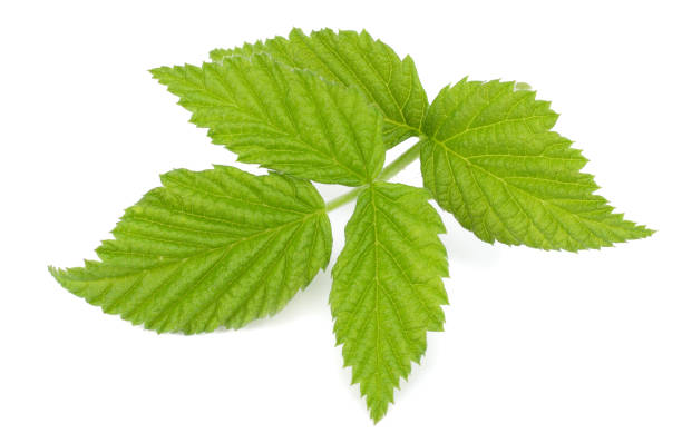 istock green leaf of blackberry isolated on white background 901665348
