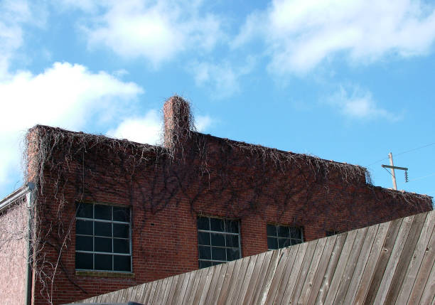 istock Vines on Building in Lebannon, MO 90166560