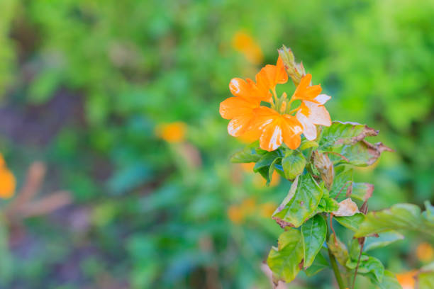 istock Crossandra, Firecracker Flower (Barleria strigosa Willd.). Crossandra flower the herb plant. 901669304