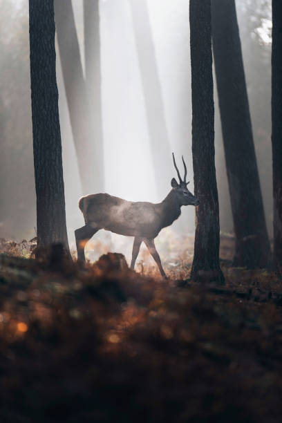 istock Steaming red deer with pointd antlers walking in misty autumn forest. 901669762