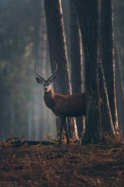 istock Red deer with pointed antlers between tree trunks in autumn pine forest. 901669764