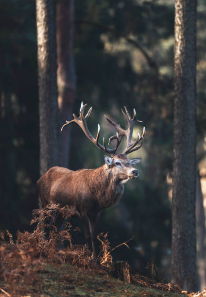 istock Red deer stag (cervus elaphus) in autumn pine forest. 901669768