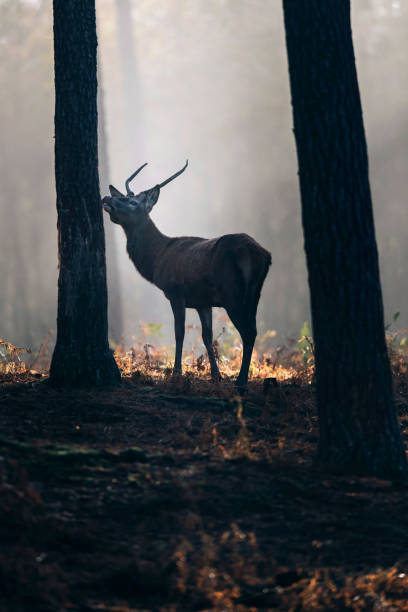 istock Red deer with pointed antlers scratching tree trunk in misty forest. 901669776