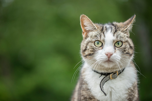 A cat with a reflective collar, lost from home. The cat is looking at camera and the background is green with copy space to the left.