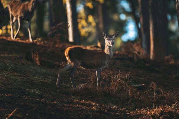 istock Young red deer lit by sunlight in autumn forest. 901669828