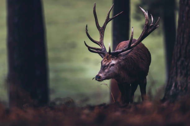 istock Red deer stag smelling blade of grass in autumn forest. 901669852