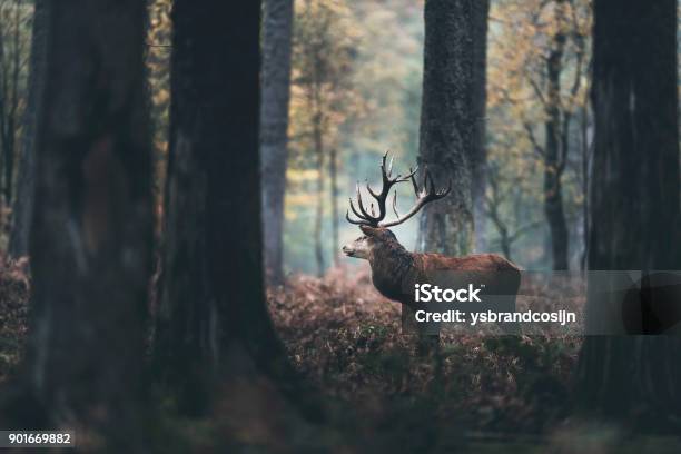 Dark Autumn Forest With Red Deer Stag Standing Between Brown Colored Ferns Side View Stock Photo - Download Image Now