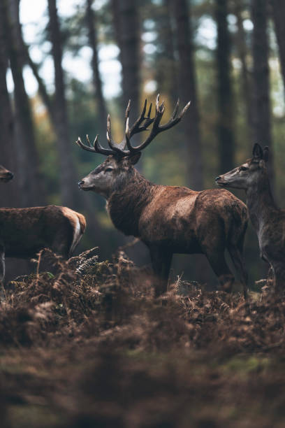 istock Red deer stag and hinds in fall pine forest. 901669886