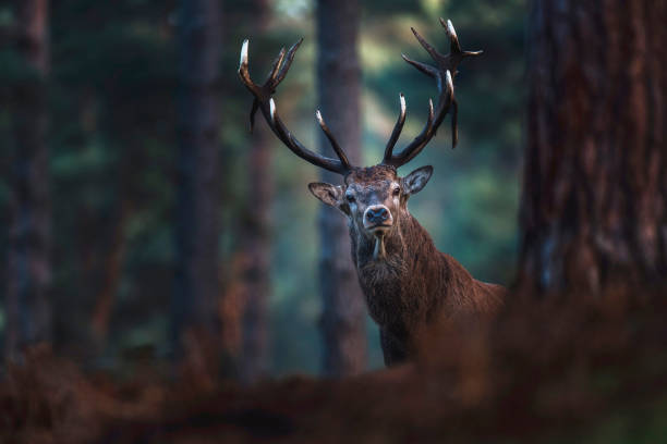 istock Red deer with big antlers looking curious towards camera. 901669888