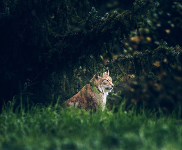 istock Eurasian lynx (lynx lynx) sitting under fir trees. Side view. 901669928