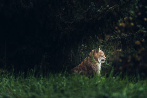 istock Eurasian lynx (lynx lynx) sitting under fir trees. Side view. 901669944