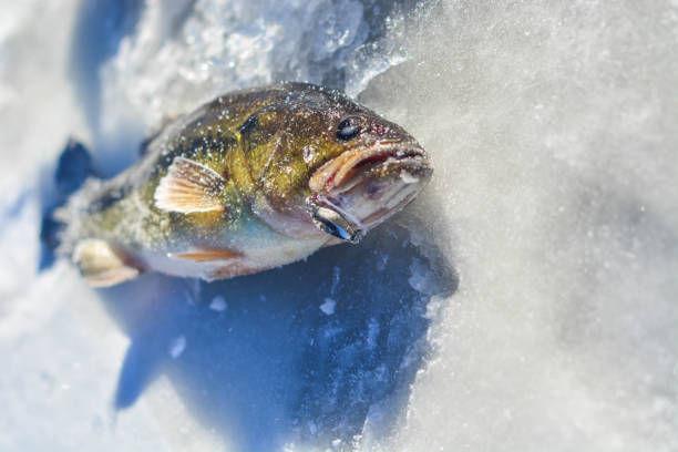 istock Close up bass with lure on ice 901670526