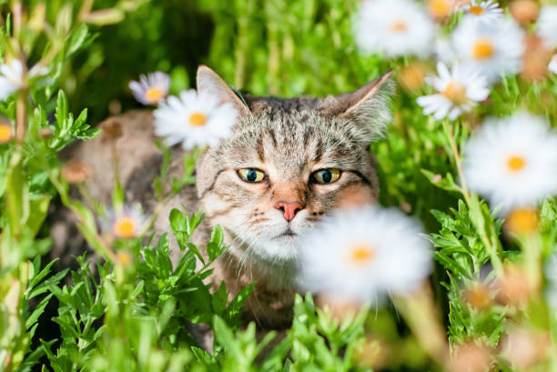 beautiful happy tabby cat walks in the bright Sunny grass and sniffing the chamomile flowers under the warm summer sun beautiful happy tabby cat walks in the bright sunny grass and sniffing the chamomile flowers under the warm rays of the summer sun animal pet sweet background nature wallpaper. cat sniff stock pictures, royalty-free photos & images