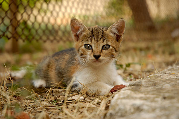 Kitten in the grass stock photo