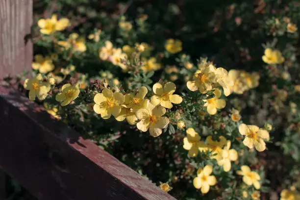 Photo of beautiful yellow flowers cinquefoil bloom under the warm rays of the summer sun.