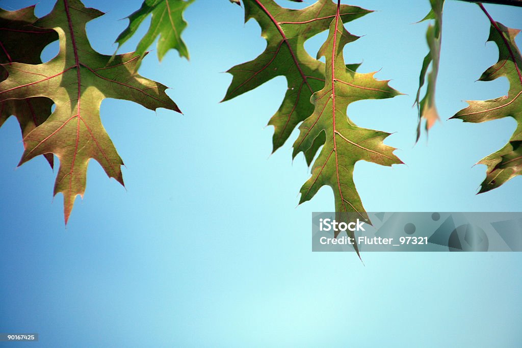 Sky Blätter - Lizenzfrei Ahorn Stock-Foto