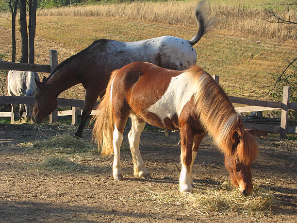 istock Icelandic Horse Grazing in Pasture 90167441
