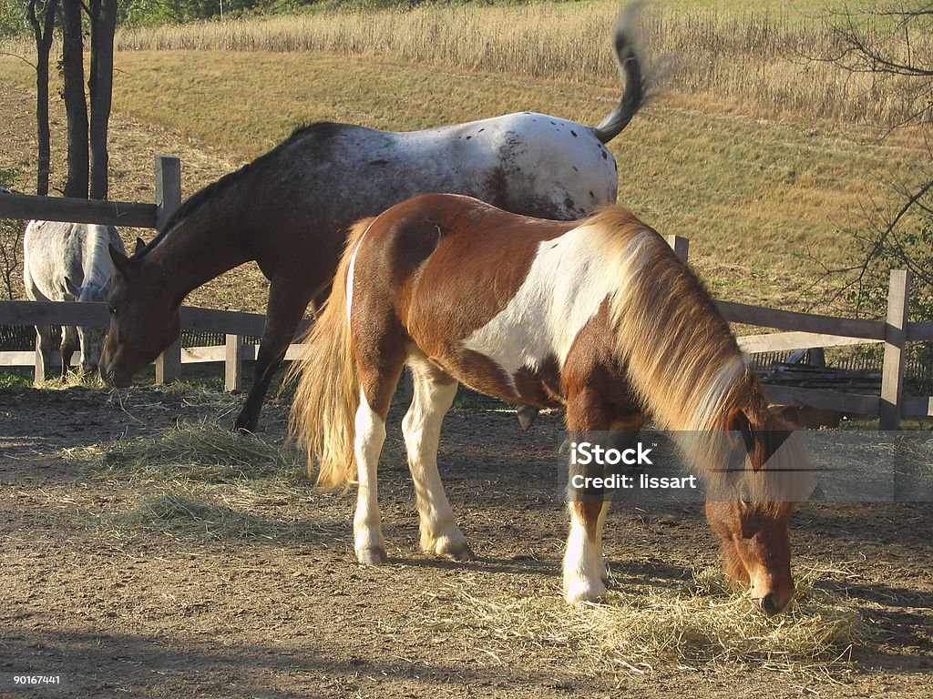 Icelandic Horse Grazing in Pasture  Agricultural Field Stock Photo