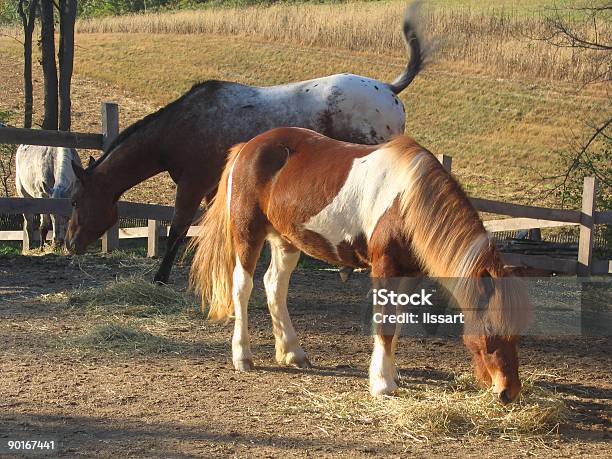 Icelandic Horse Grazing In Pasture Stock Photo - Download Image Now - Agricultural Field, Animal Mane, Brown