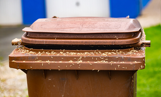 A lot of maggots on a brown trash can