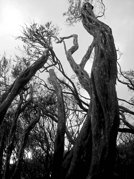 trenzado de árboles - tree branch burnt silhouette fotografías e imágenes de stock