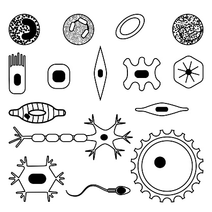 Normal Cell Types Different Human Cell Types Stock Illustration - Download Image Now ...