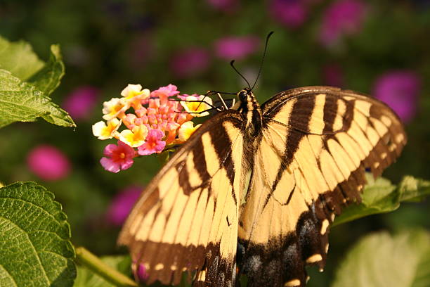 Mariposa con aletas de extensión - foto de stock
