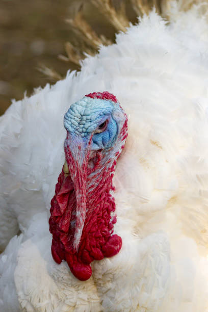 istock Portrait from Turkey hen 901677846