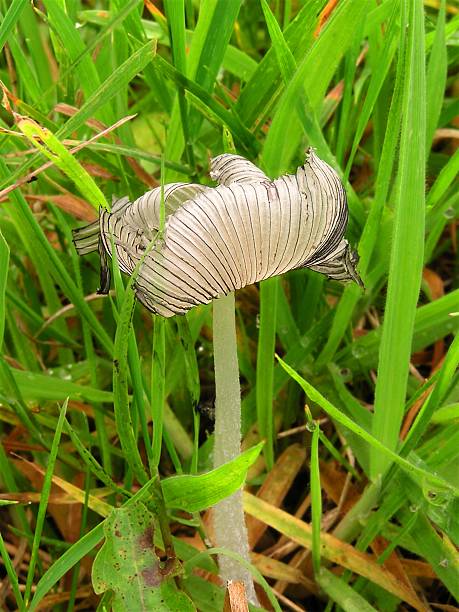 istock Fragile fungi 90167804