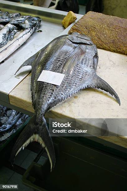 Wirklich Frischen Thunfisch Stockfoto und mehr Bilder von Fisch - Fisch, Farbbild, Fische und Meeresfrüchte