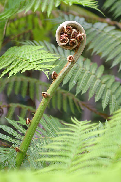 fougère - nature selective focus green vertical photos et images de collection