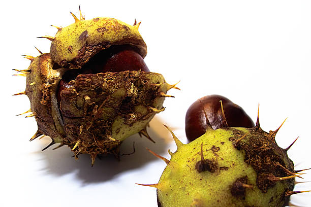 Chestnut  cusp stock pictures, royalty-free photos & images