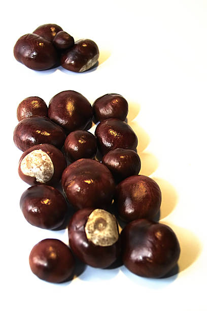 Chestnut  cusp stock pictures, royalty-free photos & images