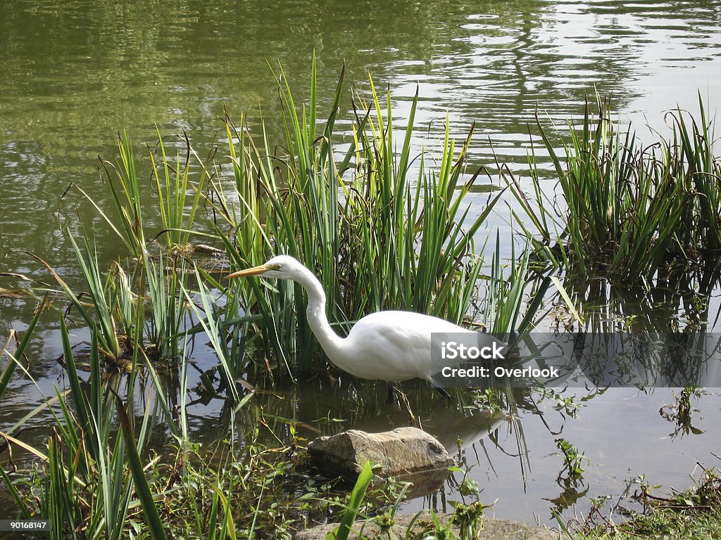 Garça branca grande - Royalty-free Animal Foto de stock