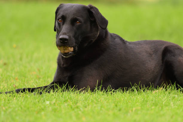 istock Black Labrador with a stone in it's mouth 901681516
