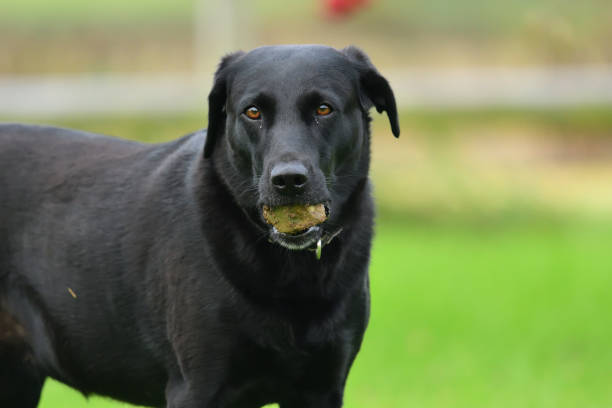 istock Black labrador with a rock in it's mouth 901681518