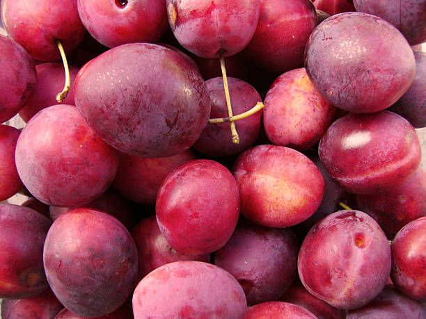 Freshly picked plums stock photo