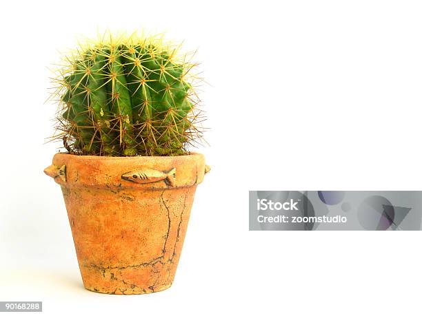 Cactus In Arancione Decorativo Pentola - Fotografie stock e altre immagini di Affilato - Affilato, Ambientazione interna, Animale domestico