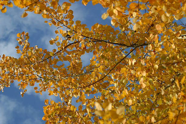 istock Golden European Autumn 90168411