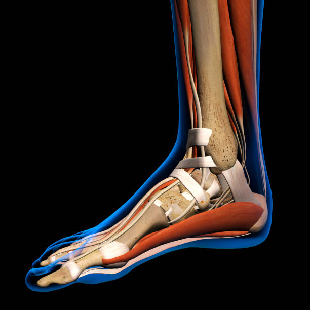 istock Woman's Foot Anatomy X-ray View on Black 901686206