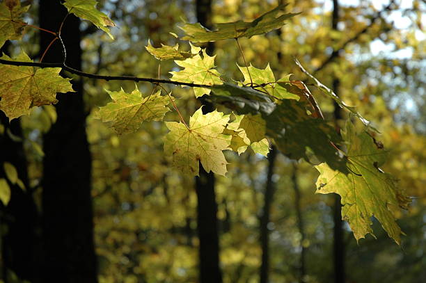 branche d'automne - vibrant color horizontal japan branch photos et images de collection