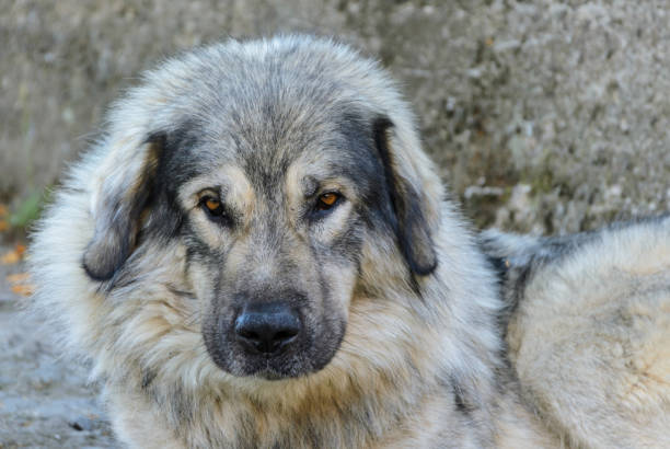 istock Sarplaninac Serbian dog breed 901686874