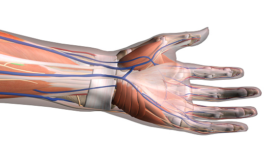 Muscle, tendons and connective ligaments of wrist and hand.  Palmar view.