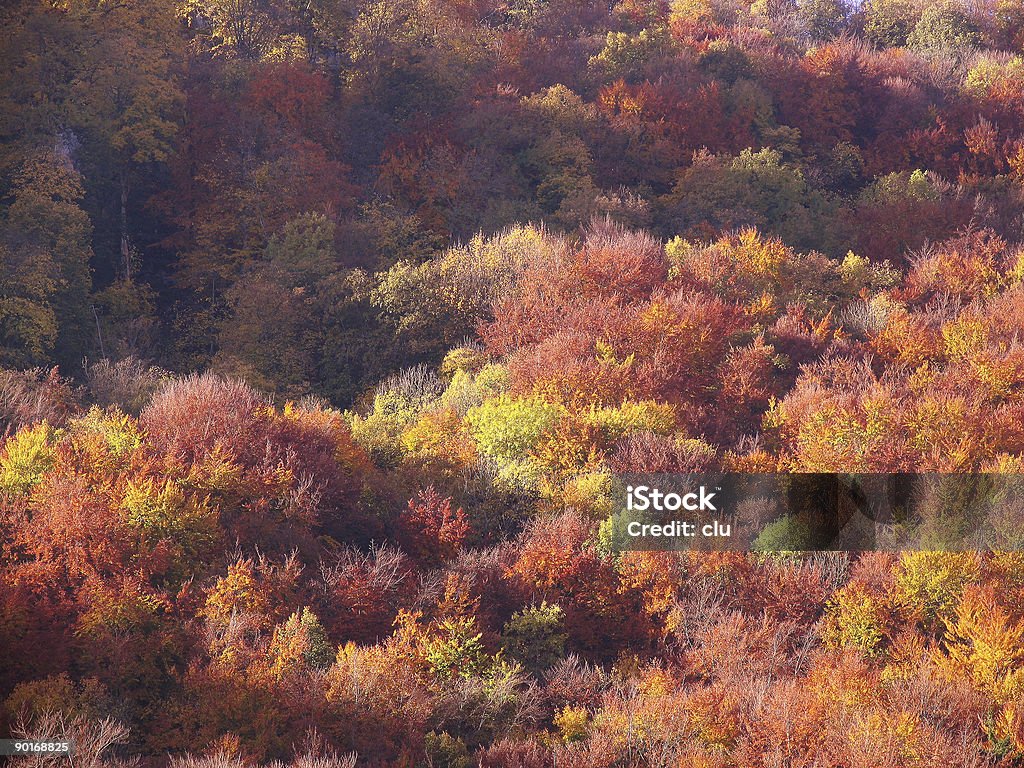 Fall colors Fall colored forest Autumn Stock Photo