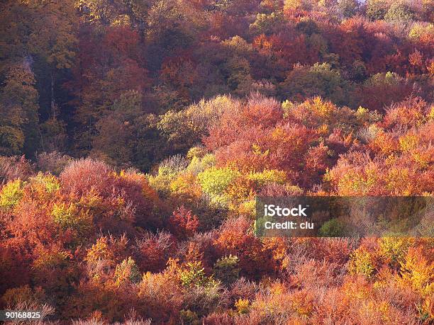 Fall Colors Stock Photo - Download Image Now - Autumn, Autumn Leaf Color, Backgrounds