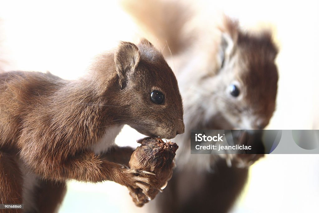 Eichhörnchen - Lizenzfrei Eichhörnchen - Gattung Stock-Foto