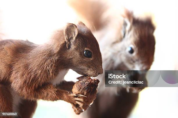 Eichhörnchen Stockfoto und mehr Bilder von Eichhörnchen - Gattung - Eichhörnchen - Gattung, Paar - Partnerschaft, Weißer Hintergrund