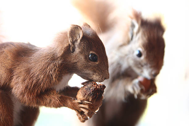 squirrels - squirrel softness wildlife horizontal 뉴스 사진 이미지
