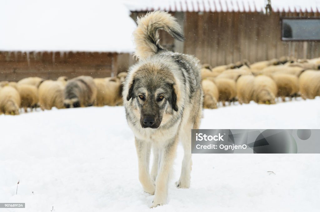 Sarplaninac Serbian dog breed Former Yugoslavia Stock Photo