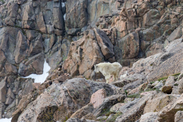 istock Mountain Goat Nanny and Young 901689414